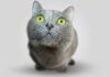 Konkurs Fotograficzny: „2025 Cat Photo Contest” – Sekret Skutecznego Marketingu