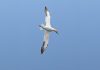 Bird Photographer of the Year 2026 – wygrał nurkujący głuptak, dwa brązy dla Polaków