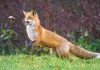 Wildlife Photographer of the Year 2026 – rekord zgłoszeń, zwycięzcy 13 października Lis rudy polujący na nornicę