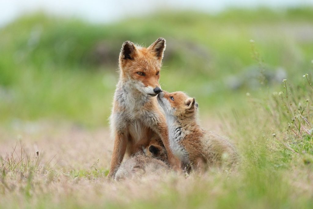 Zdjęcie przykładowe z materiałów prasowych Sony – lisica z młodym, zdjęcie z FE 400 mm f/4.5 GM.