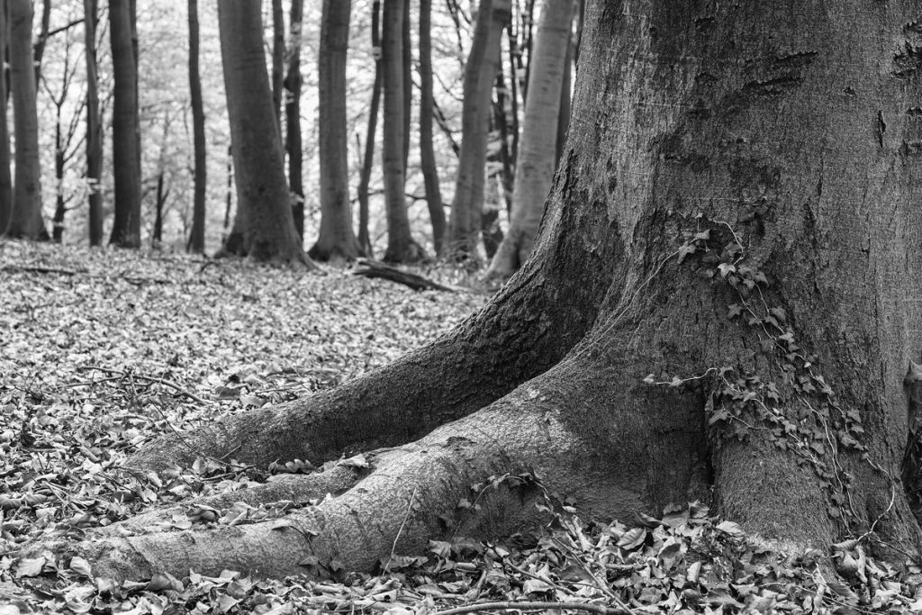 Czarno-białe zdjęcie lasu liściastego – pień i korzenie buka na tle drzew