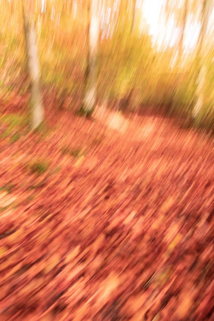 Jesienny las sfotografowany techniką ICM – rozmyte pnie i czerwone liście