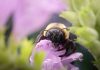 Laowa ACRIS 35 mm f/2.8 1X Macro APO – szeroki kąt z makro 1:1 i autofokusem