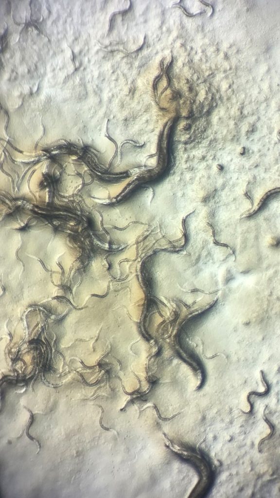 Nicienie Caenorhabditis elegans pod mikroskopem świetlnym