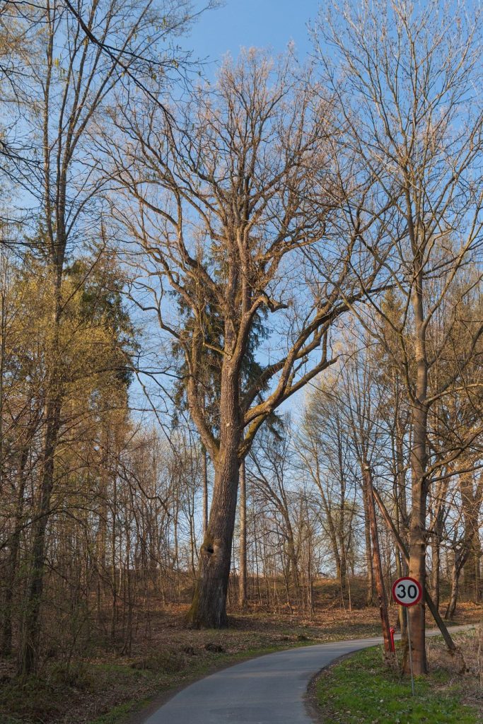 Pomnik przyrody – stary dąb szypułkowy w Kończycach Wielkich