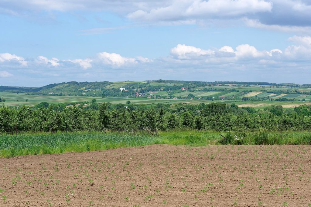 Widok z Będziak w kierunku Pełczysk – pola, sady i łagodne wzgórza Ponidzia