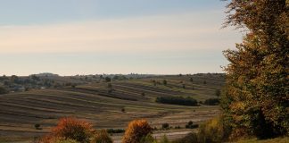 „Moje roztoczańskie drzewo” 2026 – bezpłatny konkurs fotograficzny, zgłoszenia do 31 października