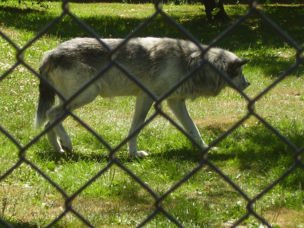 Wilk na trawie sfotografowany przez siatkę ogrodzenia, oczka siatki są wyraźnie widoczne na pierwszym planie