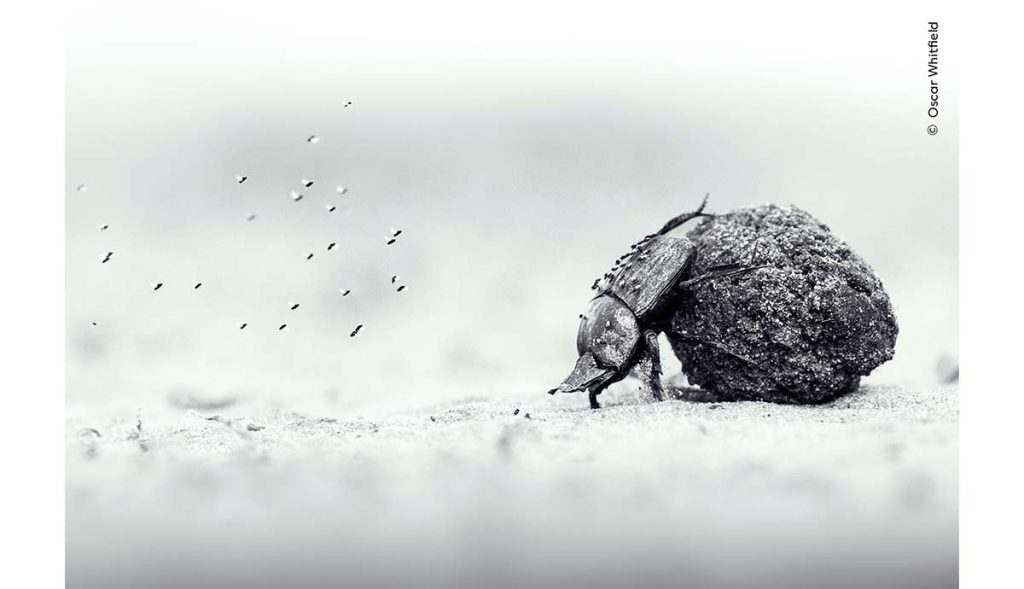 Żuk gnojak toczący kulkę – zdjęcie Oscara Whitfielda, Young Wildlife Photographer of the Year 2026