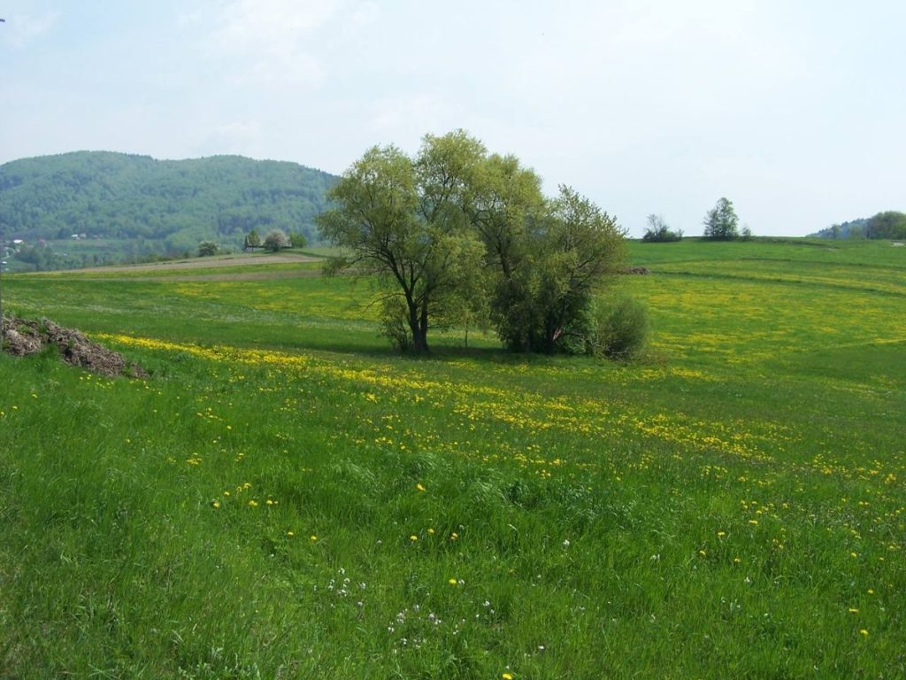 Zadrzewienia śródpolne – pas drzew między polami