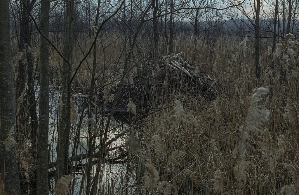 Żeremie bobrów w Biebrzańskim Parku Narodowym